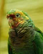 Hand-Tamed Amazon Parrot