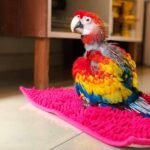 Hand-Tamed Baby Scarlet Macaw