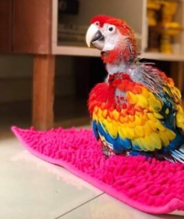 Hand-Tamed Baby Scarlet Macaw