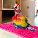 Hand-Tamed Baby Scarlet Macaw