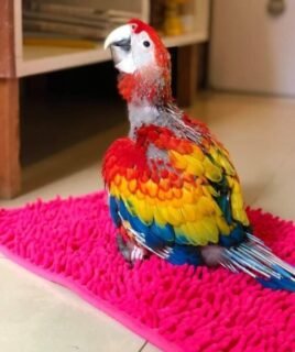 Hand-Tamed Baby Scarlet Macaw
