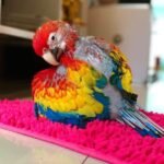 Hand-Tamed Baby Scarlet Macaw