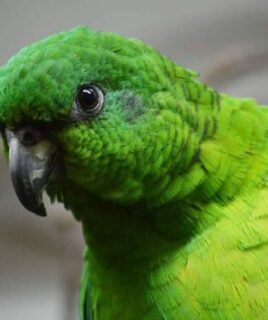 Hand-Tamed Female Amazon Parrot