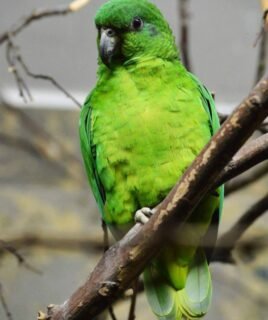 Hand-Tamed Female Amazon Parrot