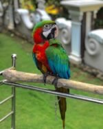Hand-Tamed Male Scarlet Macaw
