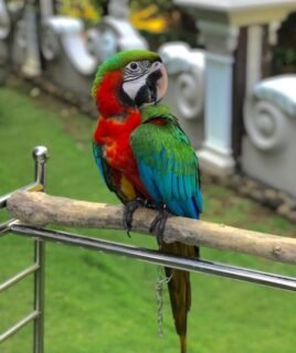 Hand-Tamed Male Scarlet Macaw