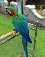 Hand-Tamed Male Scarlet Macaw