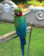 Hand-Tamed Male Scarlet Macaw