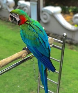 Hand-Tamed Male Scarlet Macaw