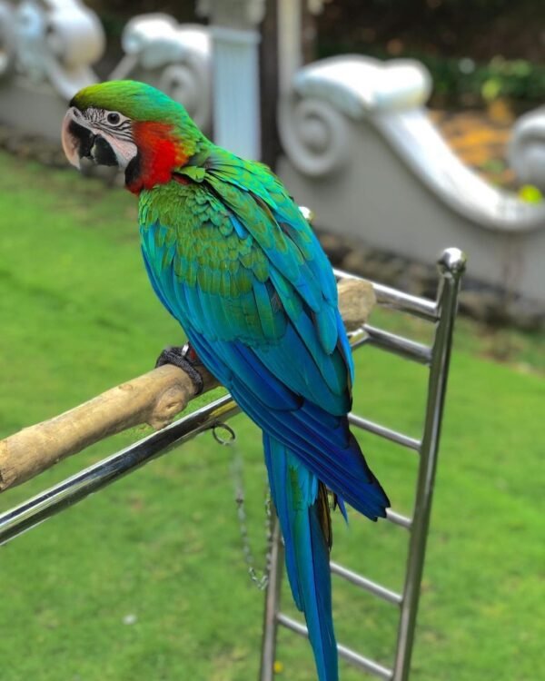 Hand-Tamed Male Scarlet Macaw Hand-Tamed Male Scarlet Macaw
