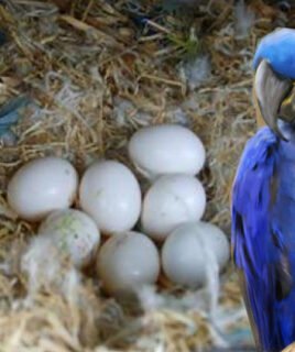 Hyacinth Macaw Parrot Eggs