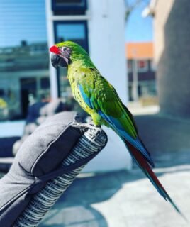 lovely 8-month-old Military Macaw Parrot