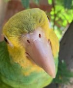 Loving Male Amazon Parrot for Sale