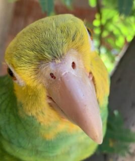 Loving Male Amazon Parrot for Sale
