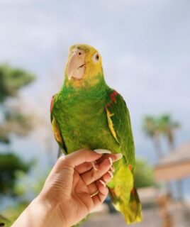 Loving Male Amazon Parrot for Sale