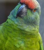Male Amazon Parrot