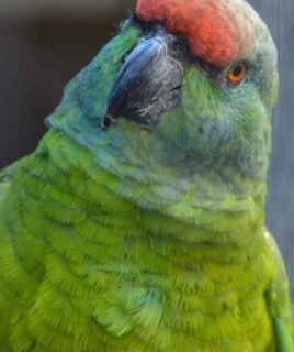 Male Amazon Parrot