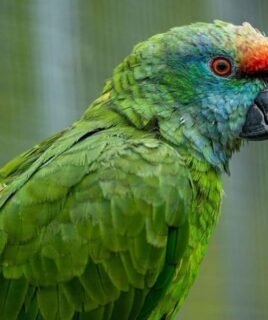 Male Amazon Parrot