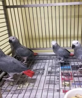 Male and Female Babies African Grey Parrots