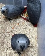Male and Female Babies African Grey Parrots