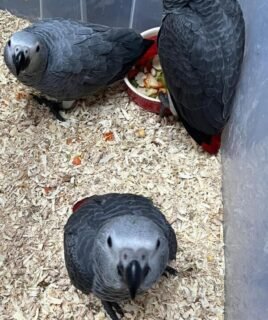 Male and Female Babies African Grey Parrots