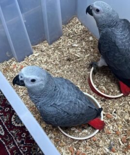 Male and Female Babies African Grey Parrots
