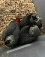 Male and Female Babies African Grey Parrots