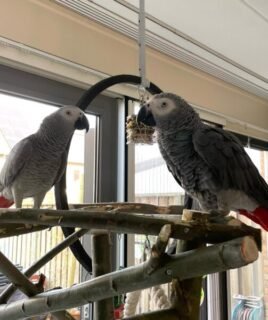 Male and Female Congo African Grey