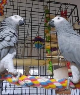 Male and Female Congo African Grey