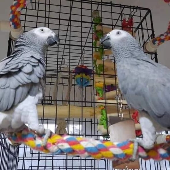 Male and Female Congo African Grey Male and Female Congo African Grey