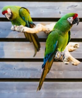 Male and Female Military Macaw Parrots