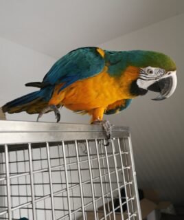 Male Blue and Gold Macaw Parrot for Sale