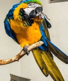Male Blue & Gold Macaw Parrot