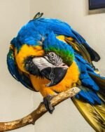 Male Blue & Gold Macaw Parrot
