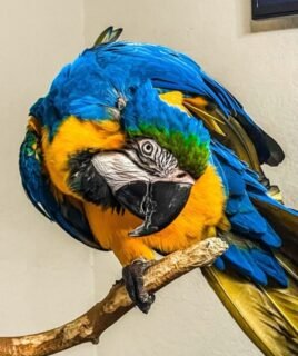 Male Blue & Gold Macaw Parrot