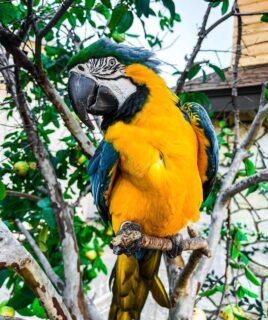 Male Blue & Gold Macaw Parrot