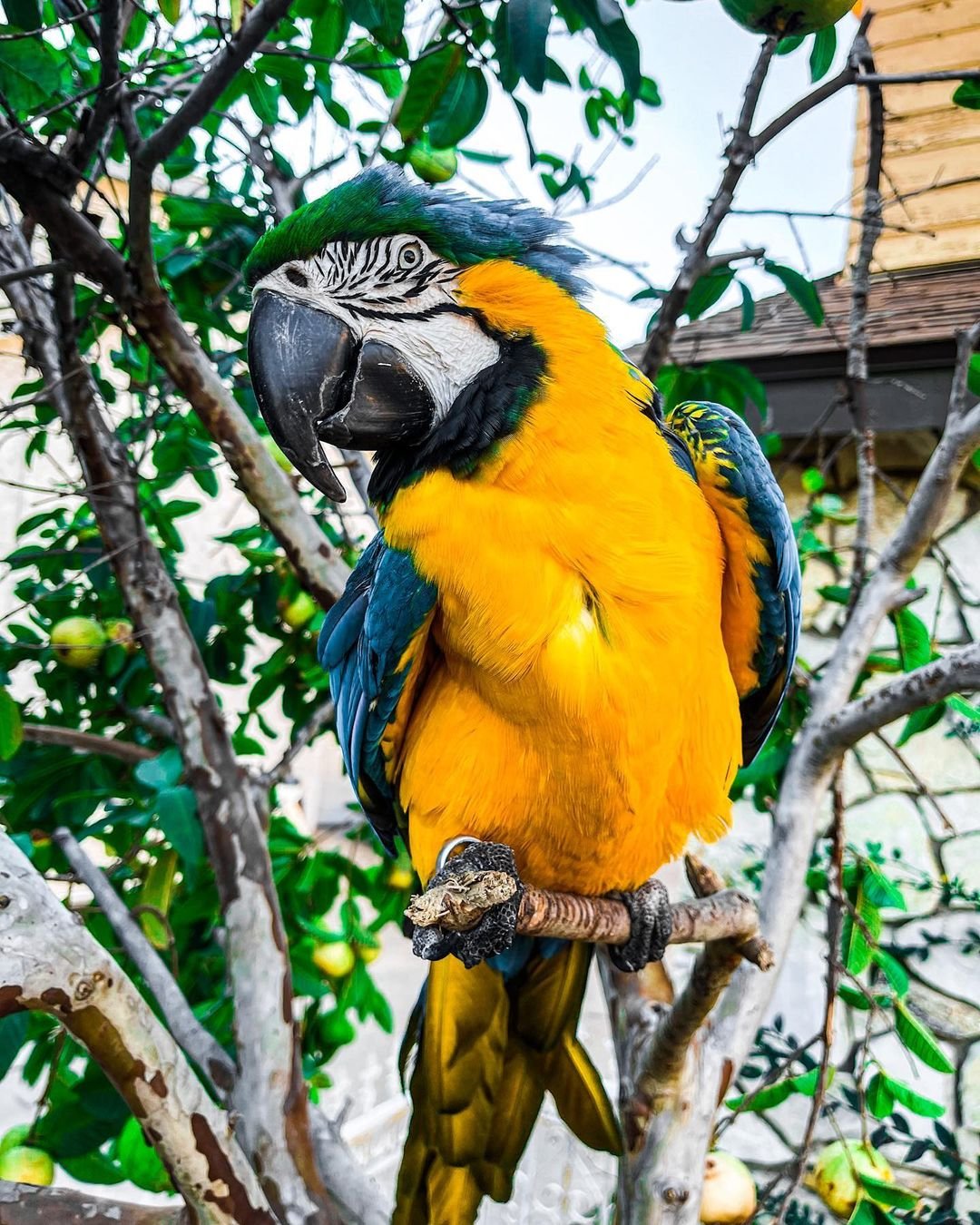 Male Blue & Gold Macaw Parrot Male Blue & Gold Macaw Parrot