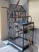 Male Congo African Grey Parrot