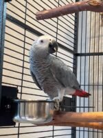 Male Congo African Grey Parrot