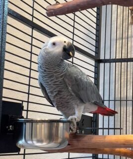 Male Congo African Grey Parrot