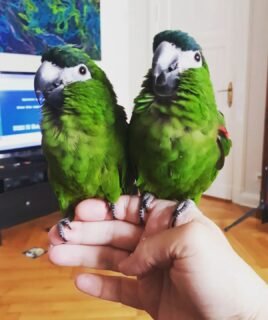 Male & Female Mini Macaws (Hahn’s)