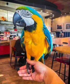 Male Macaw Blue & Gold Parrot for Sale