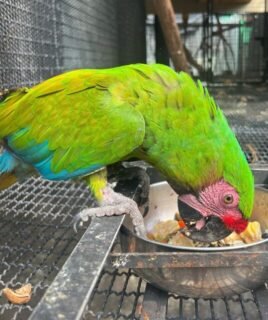 Male Military Macaw Parrot