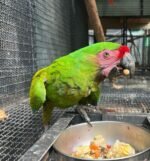 Male Military Macaw Parrot