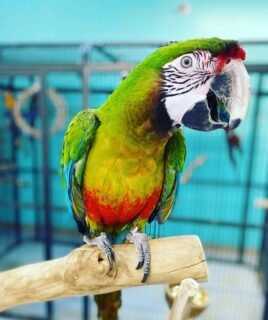 Male Military Macaw Parrot