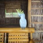 Male Sulphur-Crested Cockatoo