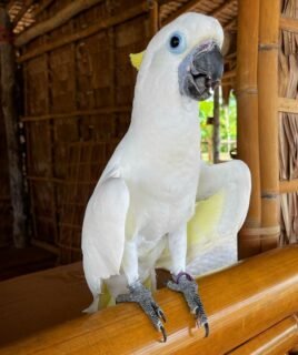 Male Sulphur-Crested Cockatoo