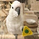 Male Sulphur-Crested Cockatoo for Sale
