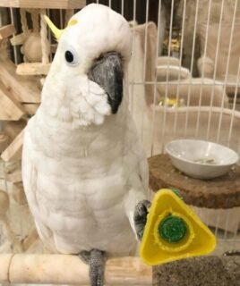 Male Sulphur-Crested Cockatoo for Sale