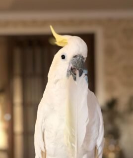 Male Sulphur-Crested Cockatoo for Sale